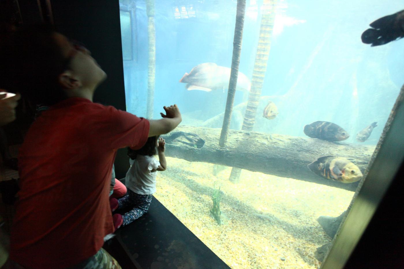 Criança está com as mãos apoiadas em vidro de tanque do Aquário. Do lado de dentro há peixes. #Pracegover