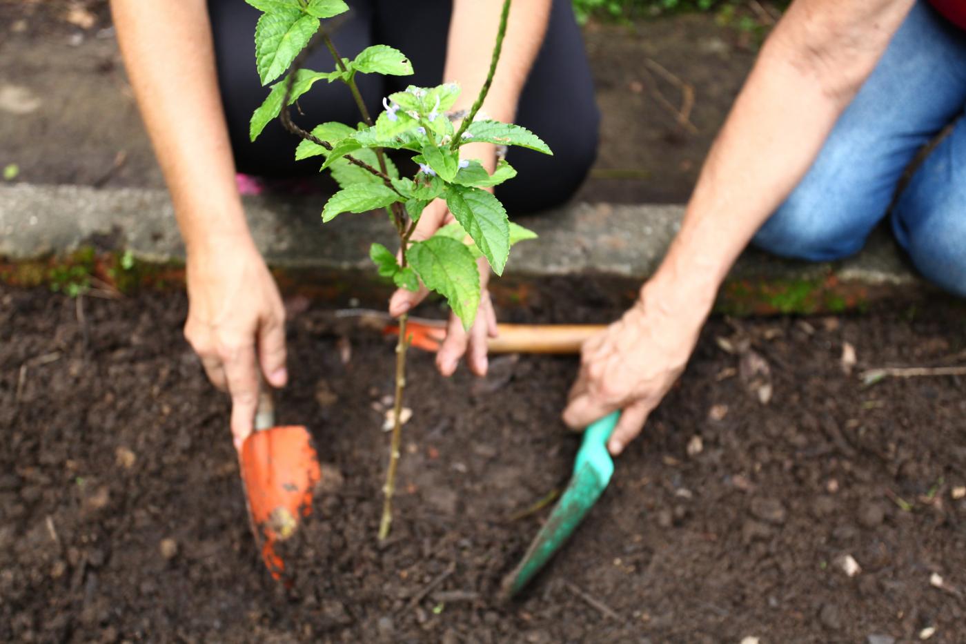 Imagem em close mostra mãos plantando uma muda de erva em canteiro. #Pracegover