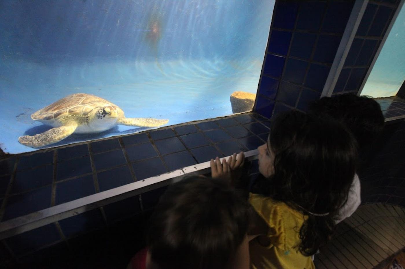 crianças observam tanque no aquário com tartaruga. #paratodosverem 