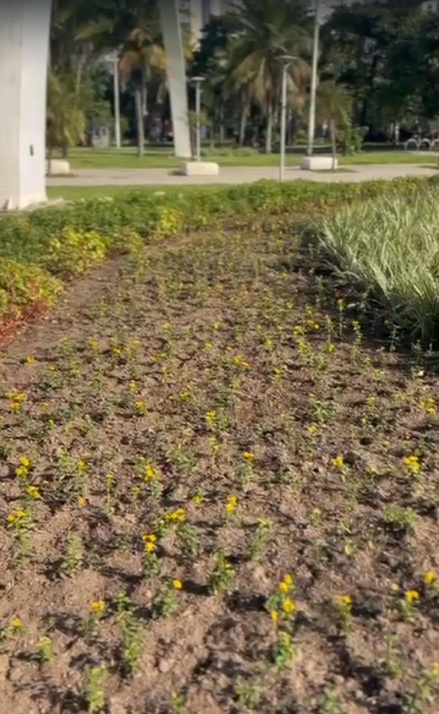 mudas plantadas no jardim #paratodosverem