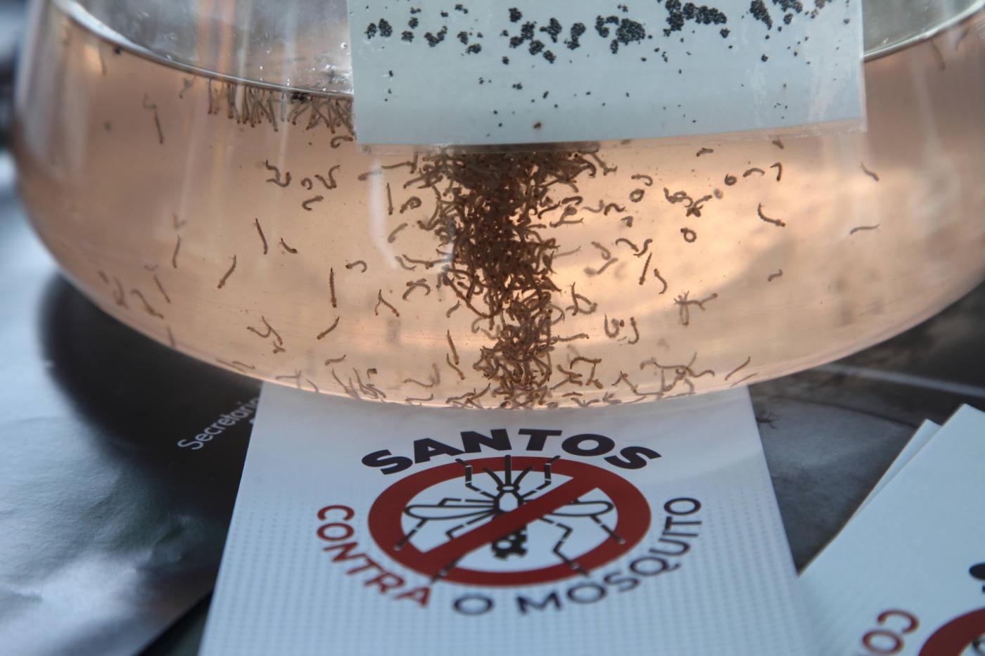 vidro cheio de larvas de mosquito. #paratodosverem 