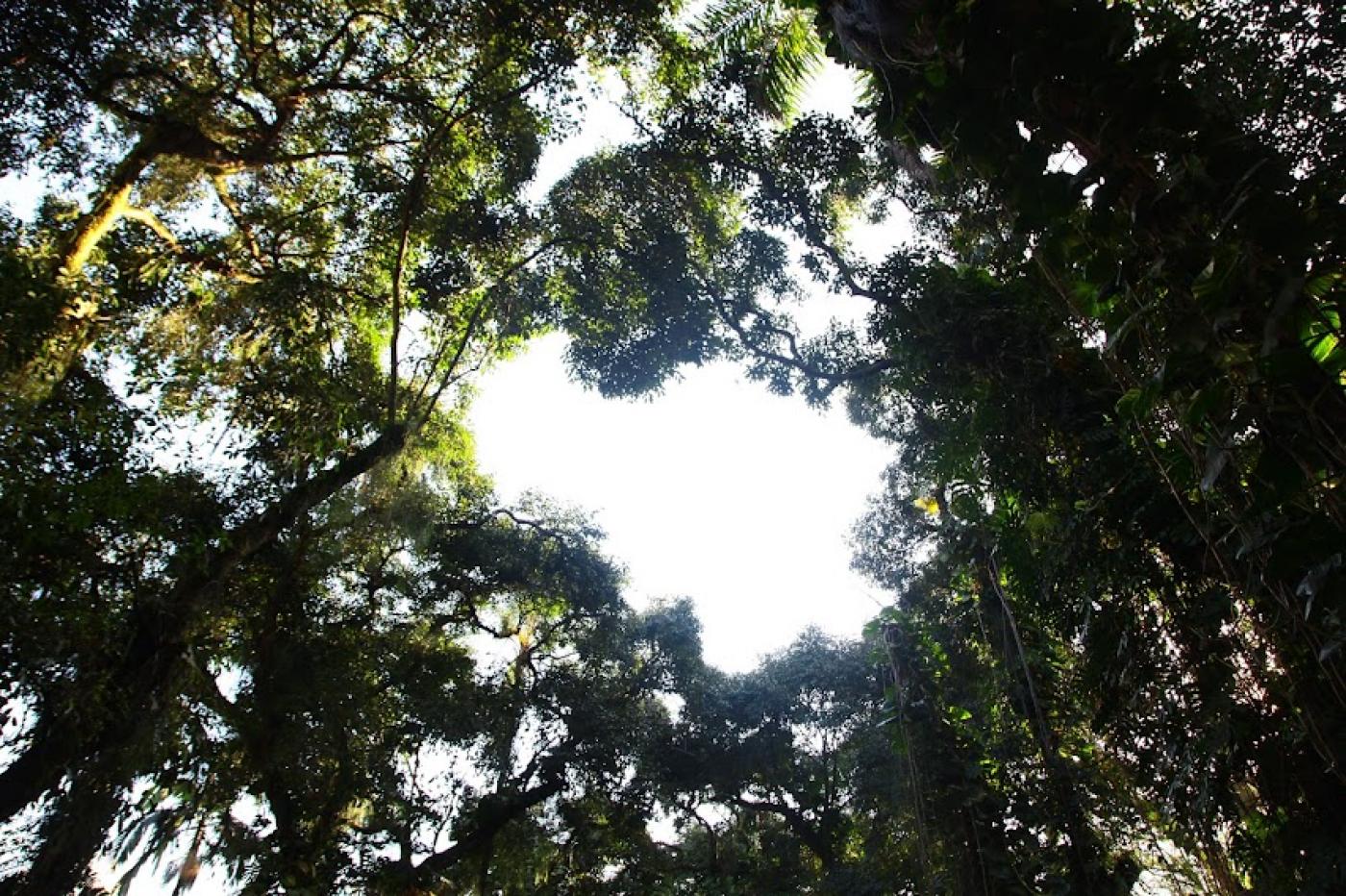 Imagens de árvores vista de baixo em direção ao céu. #pracegover