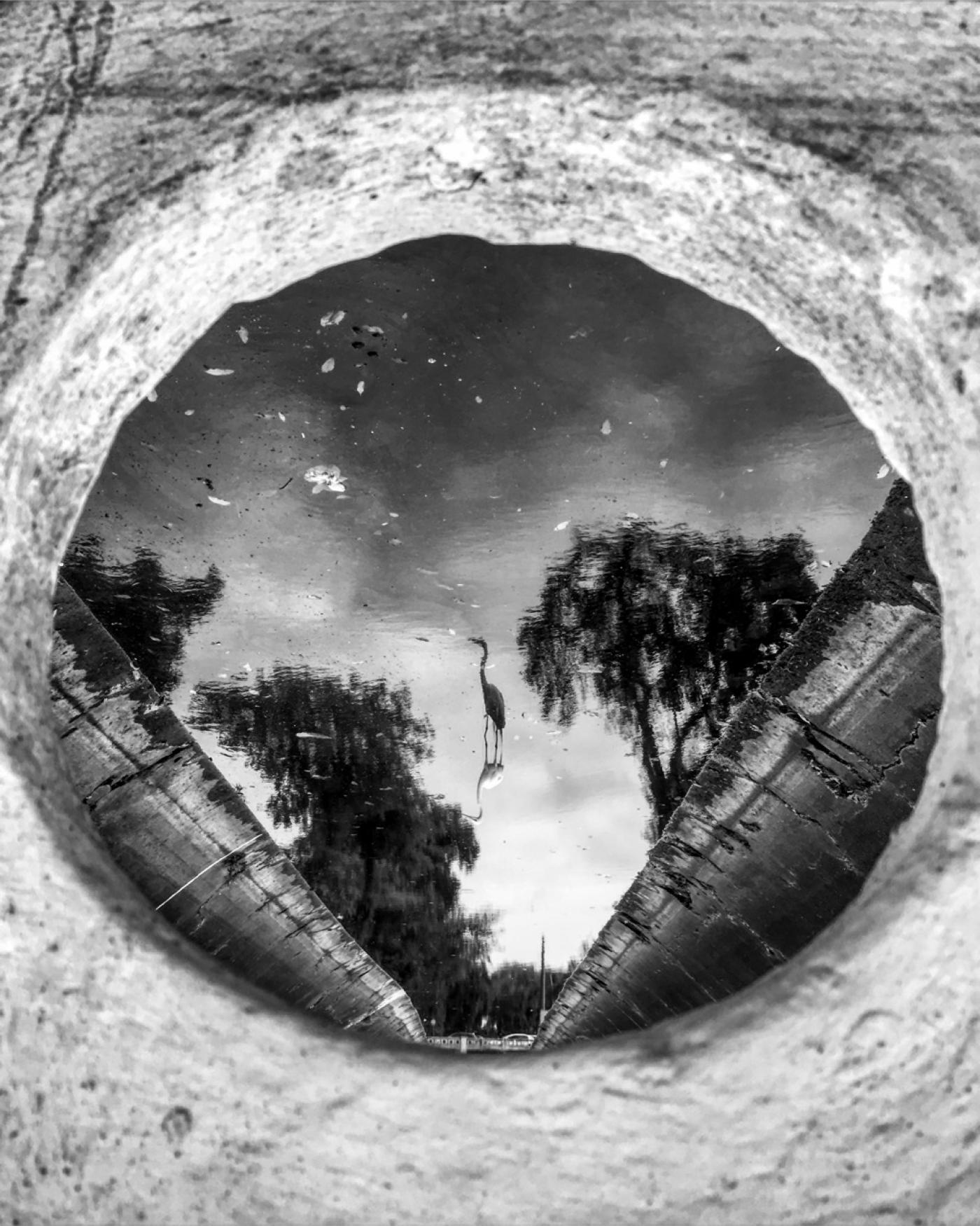 imagem em preto e branco, que mostra a natureza