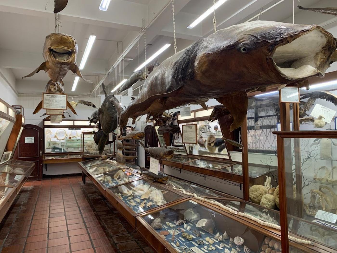 museu com tubarões suspensos e vasto materiais expostos #paratodosverem