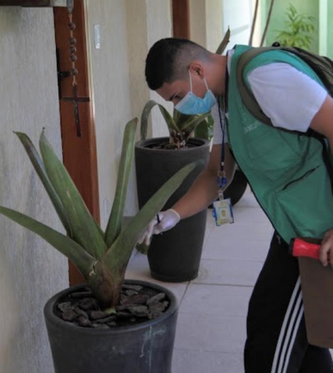 homem examina planta suculenta em vaso. #paratodosverem