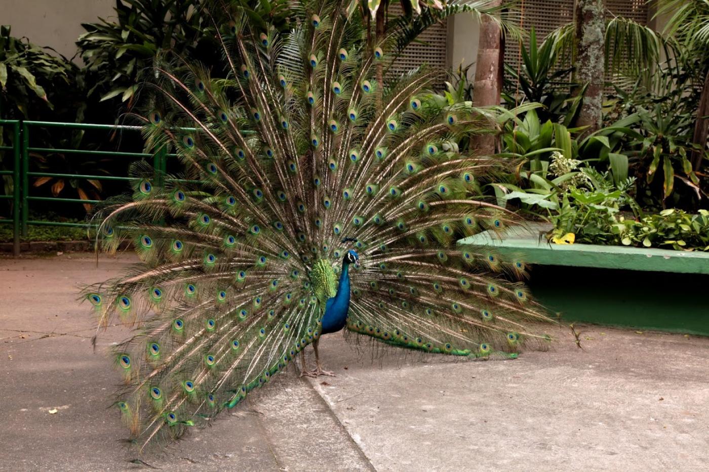 Pavão circula no parque com penas abertas. #Paratodosverem