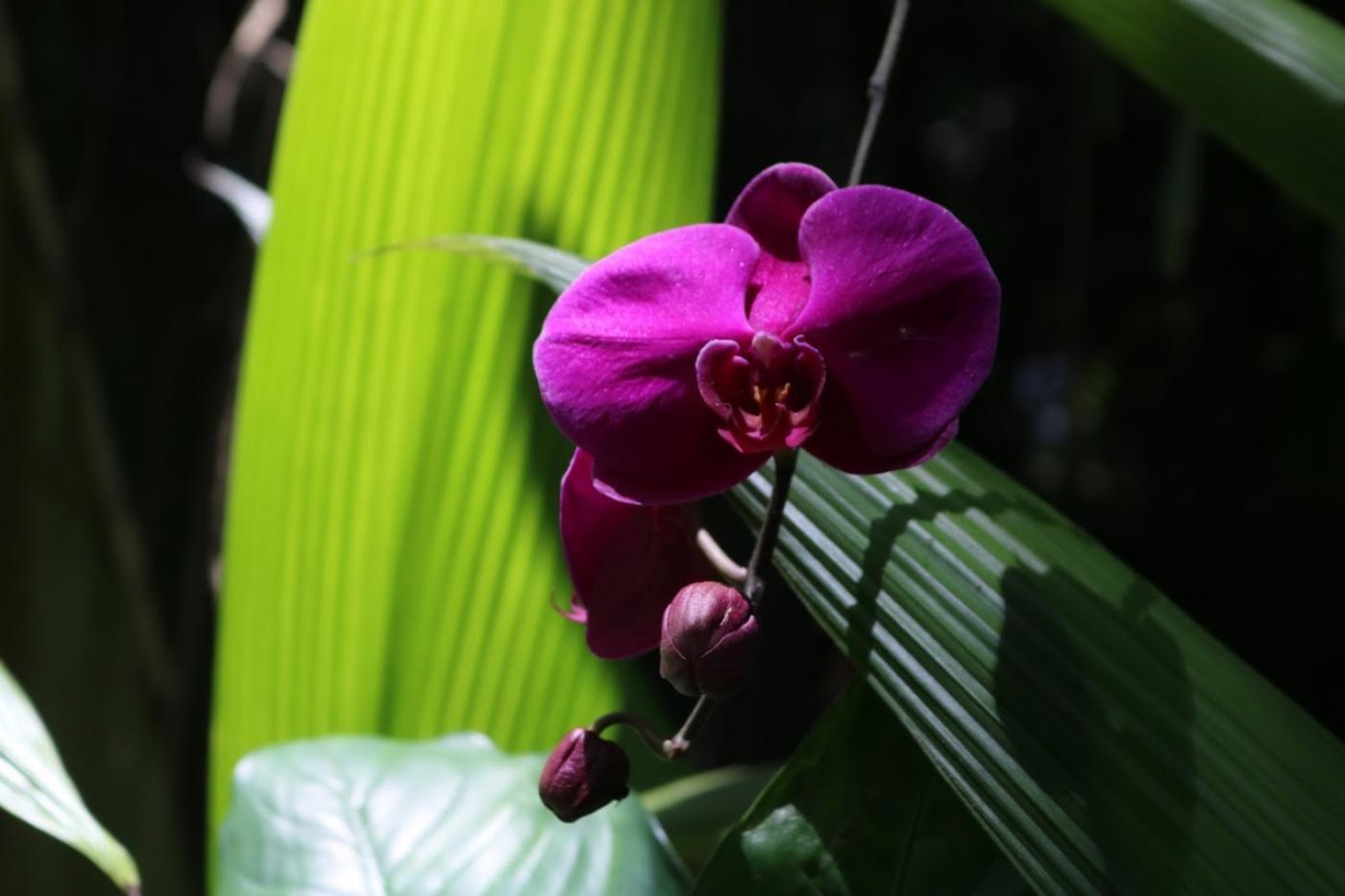 orquídea em flor com dois botões ainda fechados. #paratodosverem