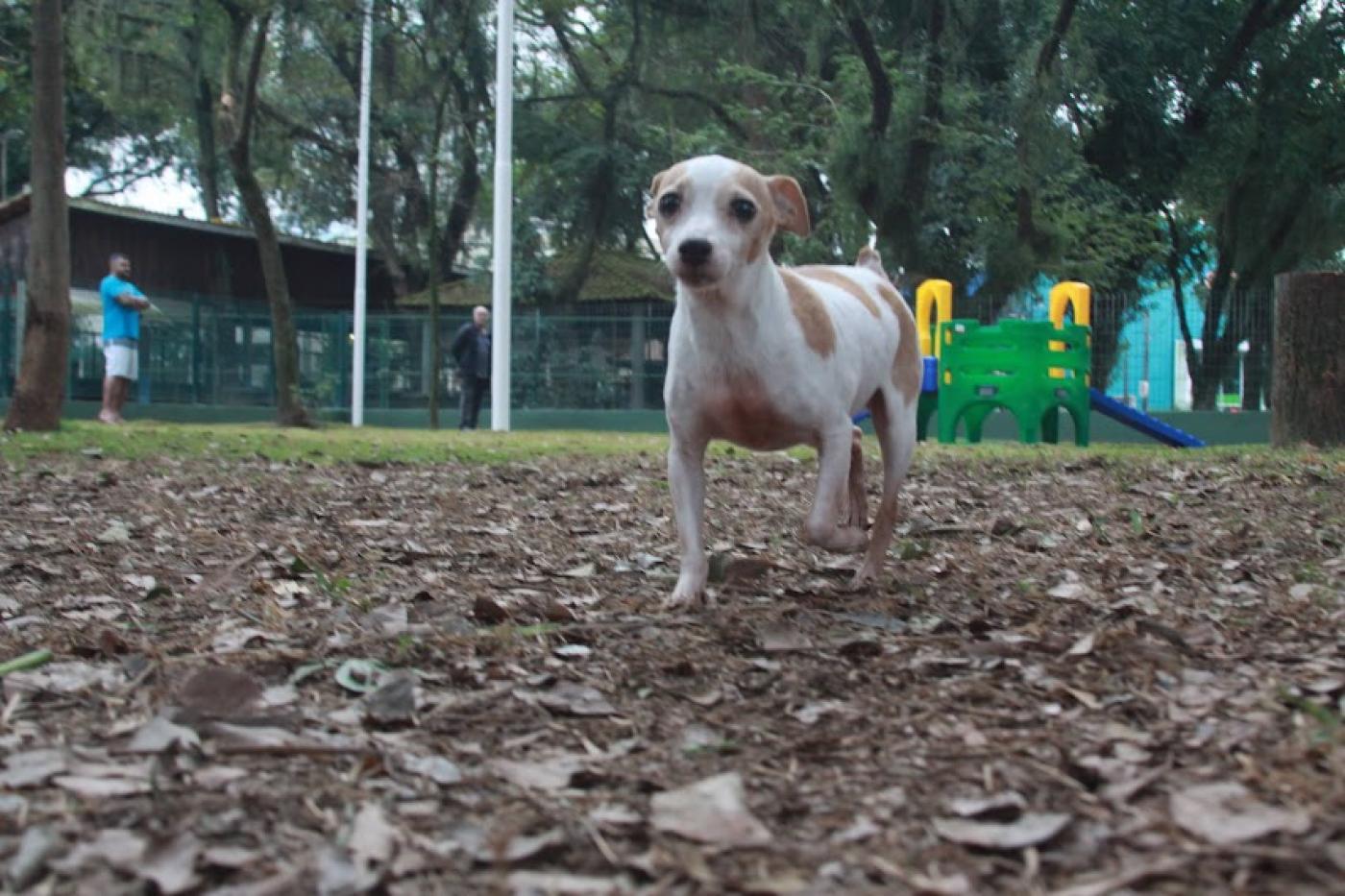 cão caminha sobre área gramada e com folhagem. Ao fundo, há um brinquedo com escorregador. #paratodosverem