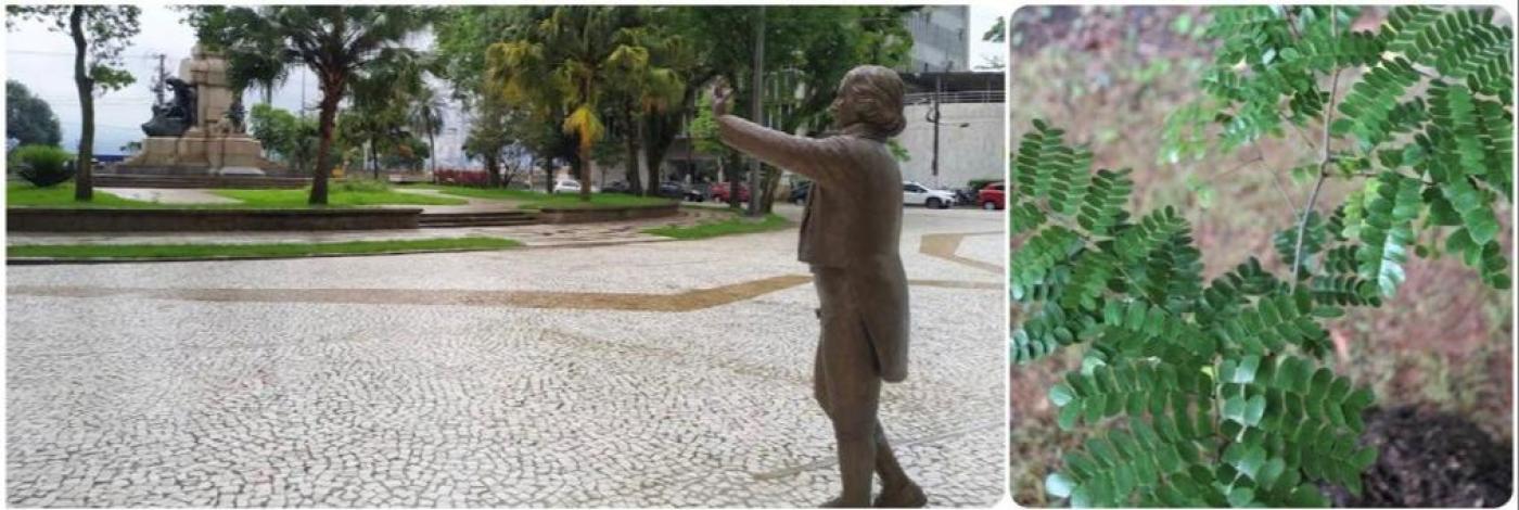 vista geral da praça com boniself em primeiro plano e, ao lado, em outra imagem, muda de pau-brasil. #paratodosverem