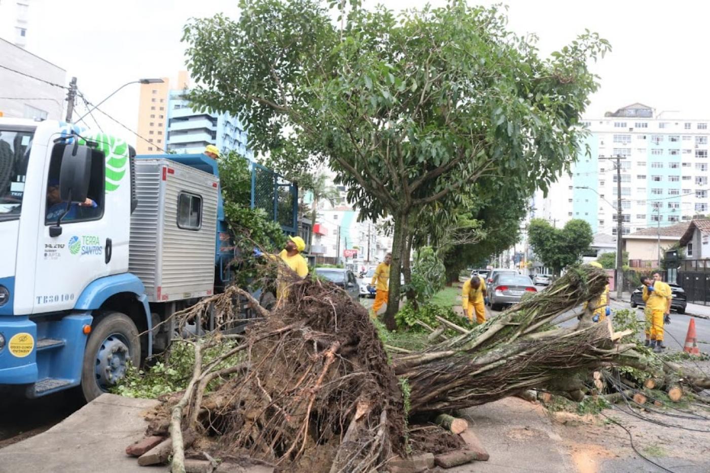 pessoas retirando árvore caída na rua #paratodosverem