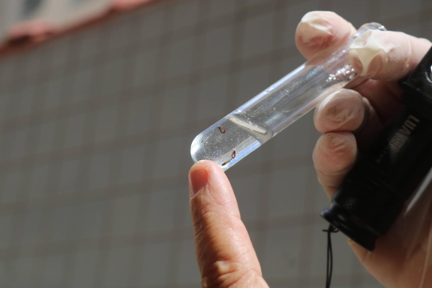 mão segura tudo de ensaio com água e larvas de mosquito. #paratodosverem 