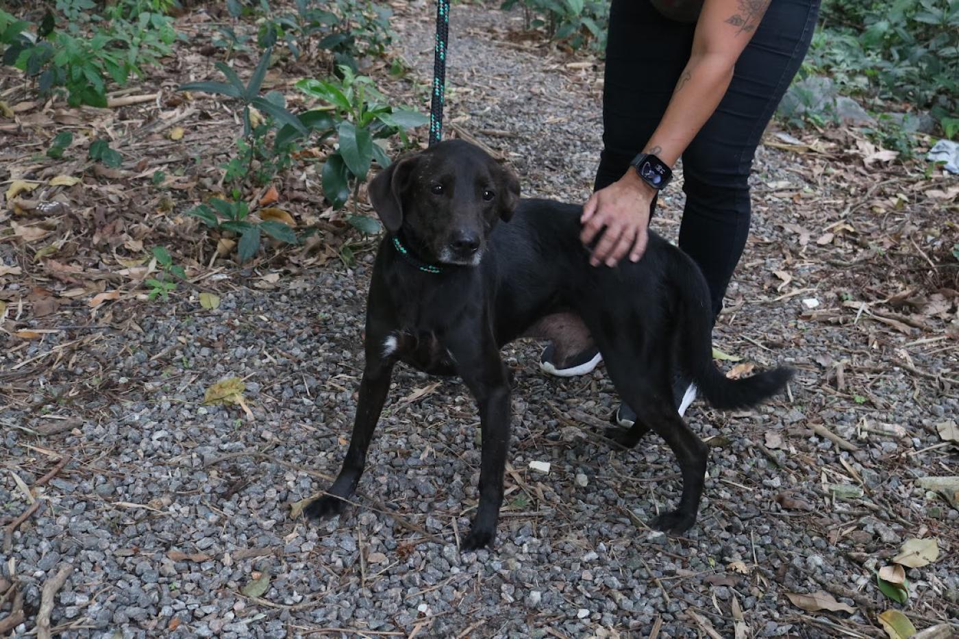 cachorro com dono #paratodosverem