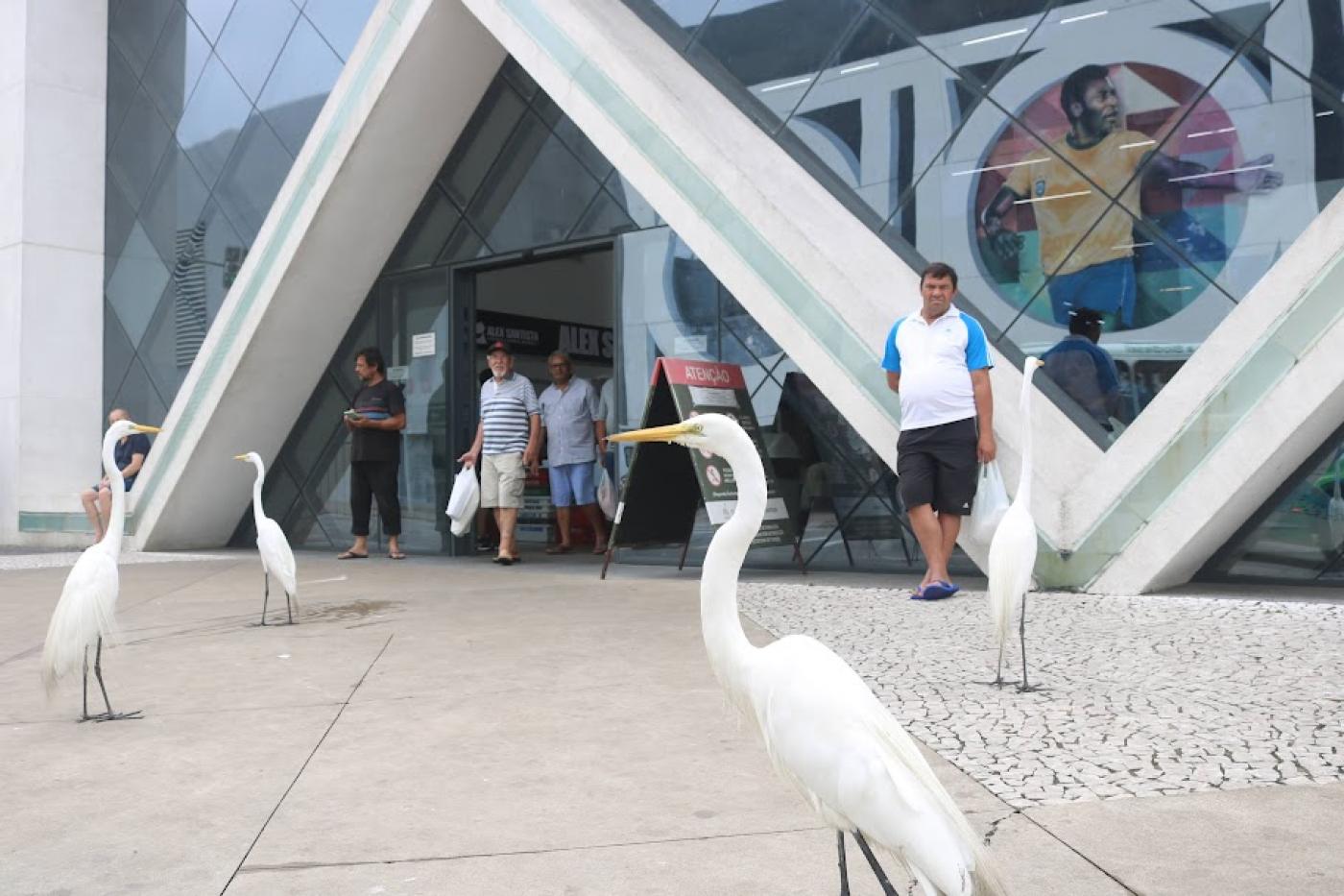 fachada do Mercado de Peixes com garças na frente