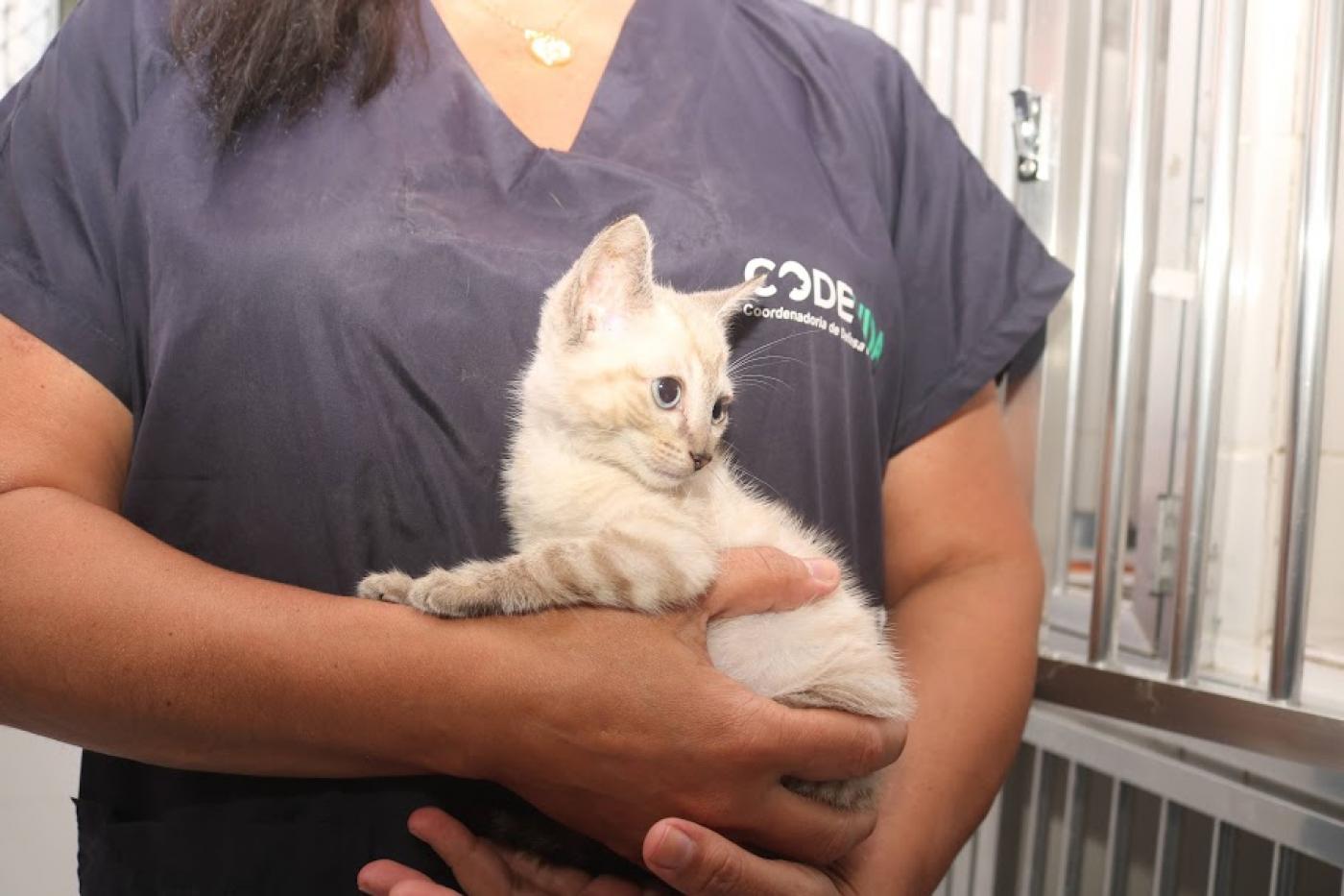 mãos de mulher abraçam filhote de cachorro .Ela usa um avental onde se lê no peito, ao lado esquerdo: codevida. #paratodosverem 