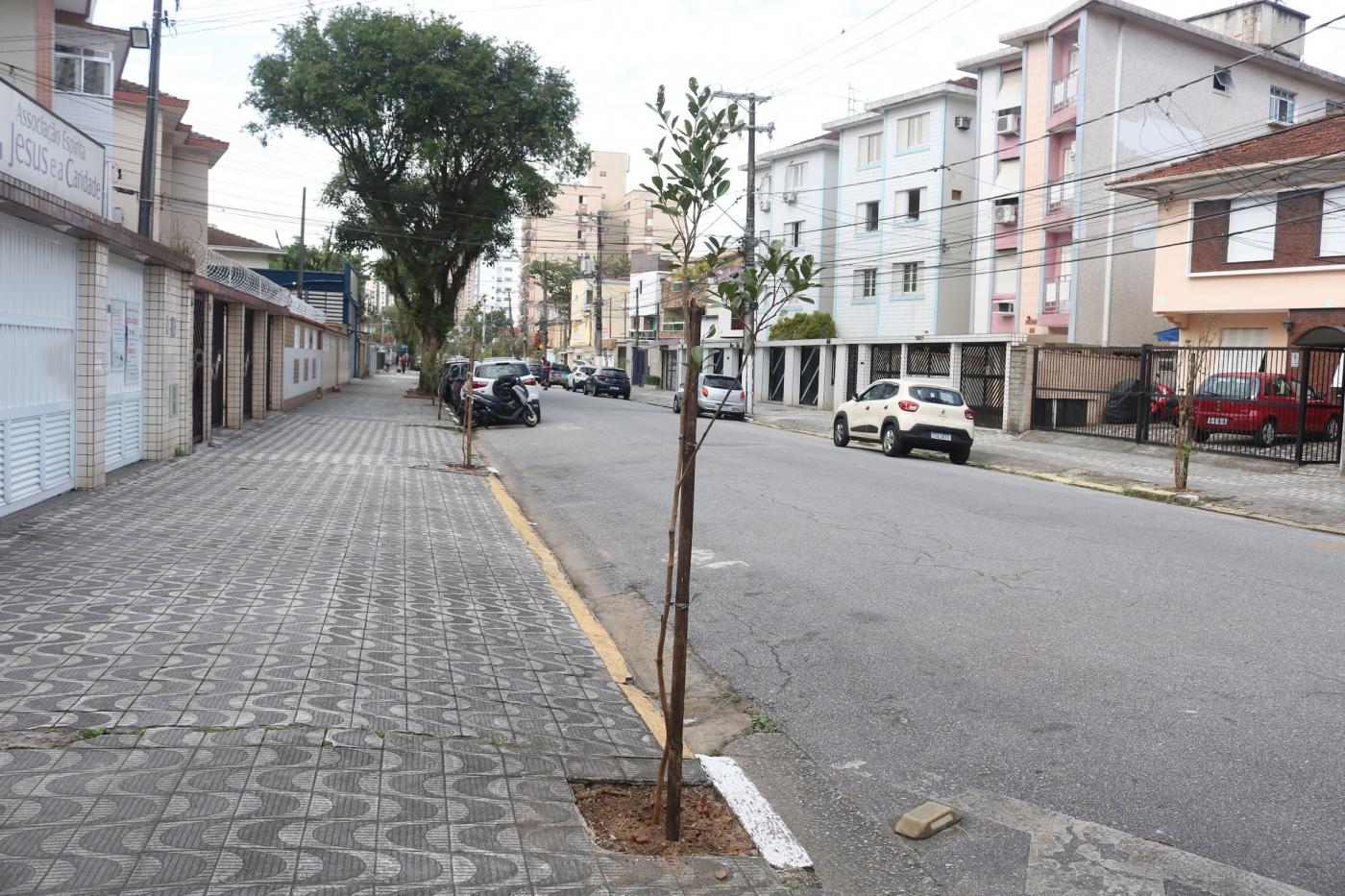 muda de árvore em rua. #paratodosverem 