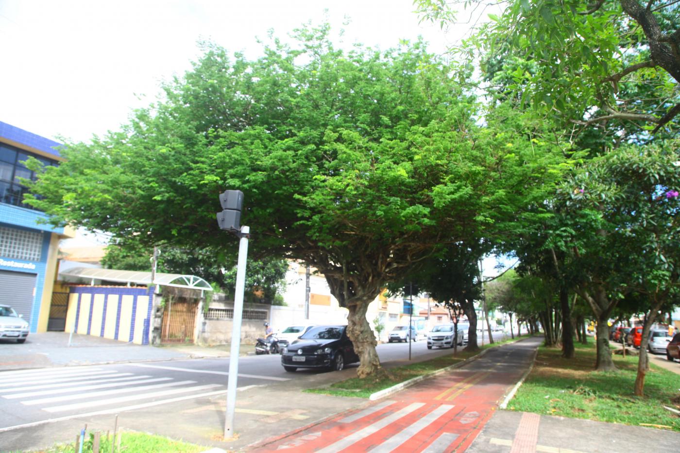 ÁRvores em canteiro central de avenida, em meio a uma ciclovia. #Pracegover