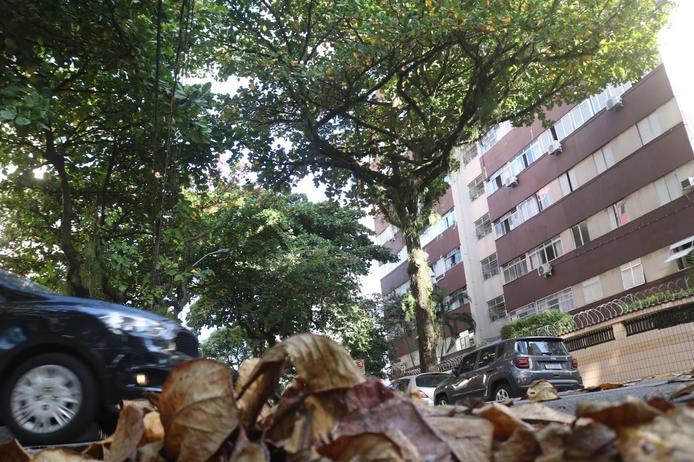 grande copa de árvore com prédio ao fundo. #paratodosverem