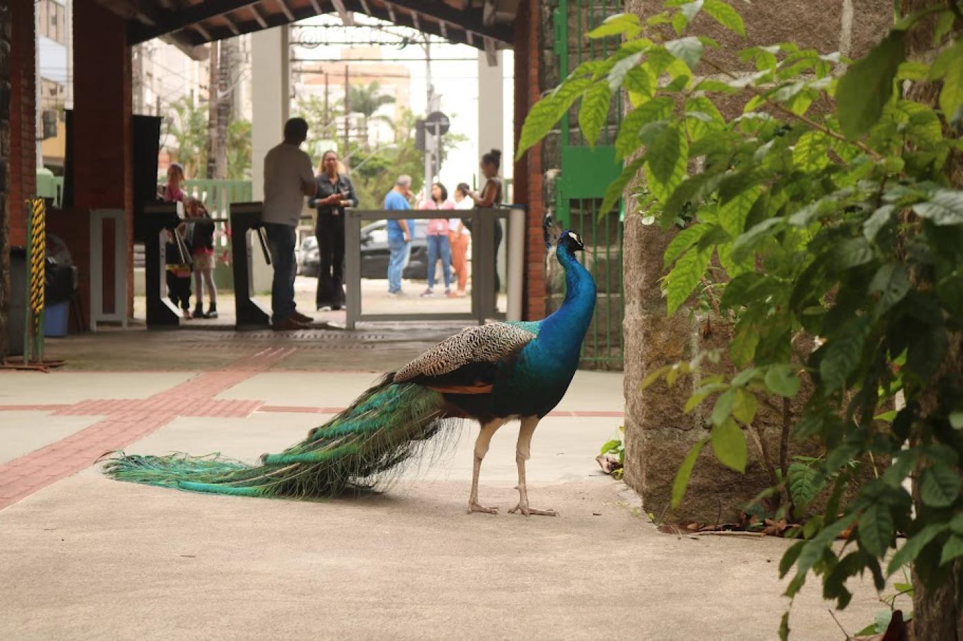 pavão caminha em alameda do orquidário diante do público que está ao fundo. #paratodosverem 