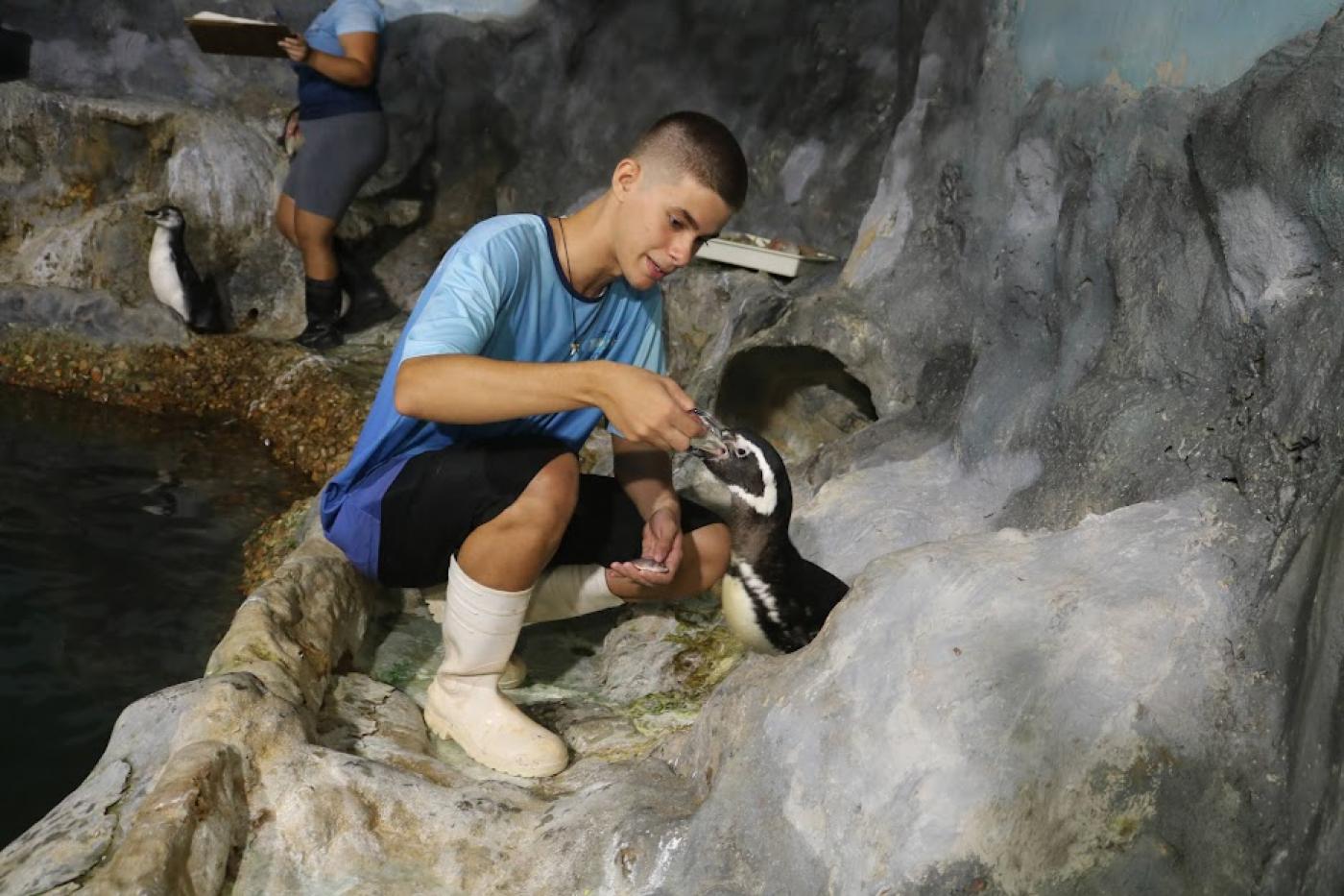 tratador dá alimento no bico de pinguim. #paratodosverem