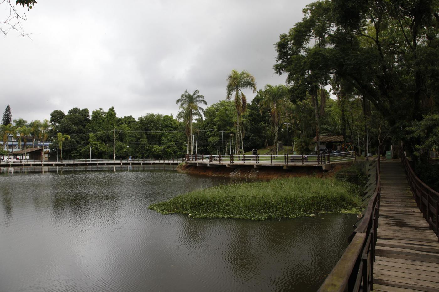 plantas aquáticas acumuladas próximo à margem. #Paratodosverem