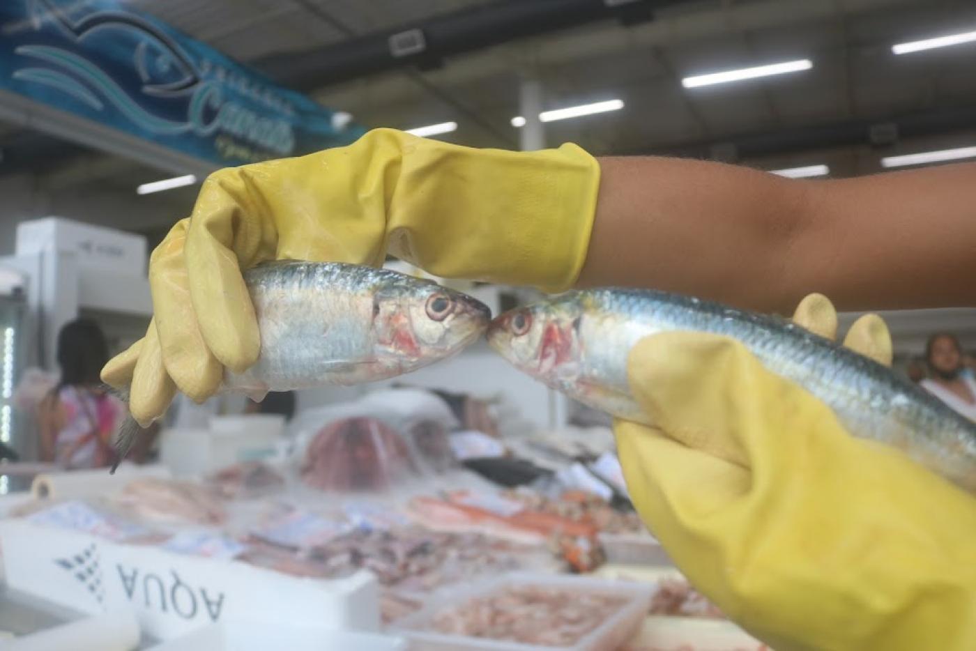 MÃOS COM LUVAS seguram duas sardinhas que se tocam pela boca. Ao fundo, várias caixas com pescados. #paratodosverem