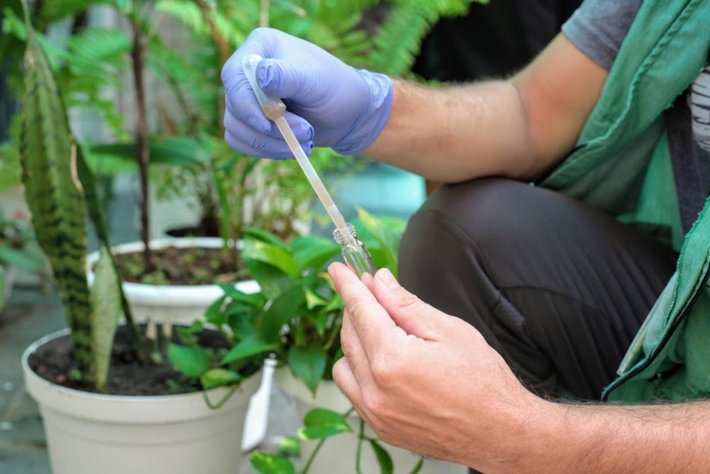 mãos com luvas seguram pipeta que transfere larva para tubo de ensaio. ao fundo, vasos de plantas. #paratodosverem