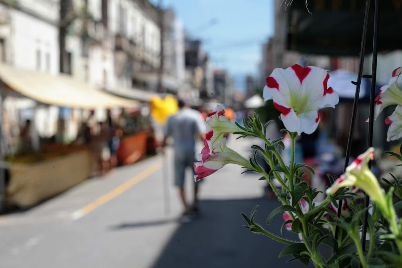 foto da feira tendo uma flor em primeiro plano #paratodosverem 