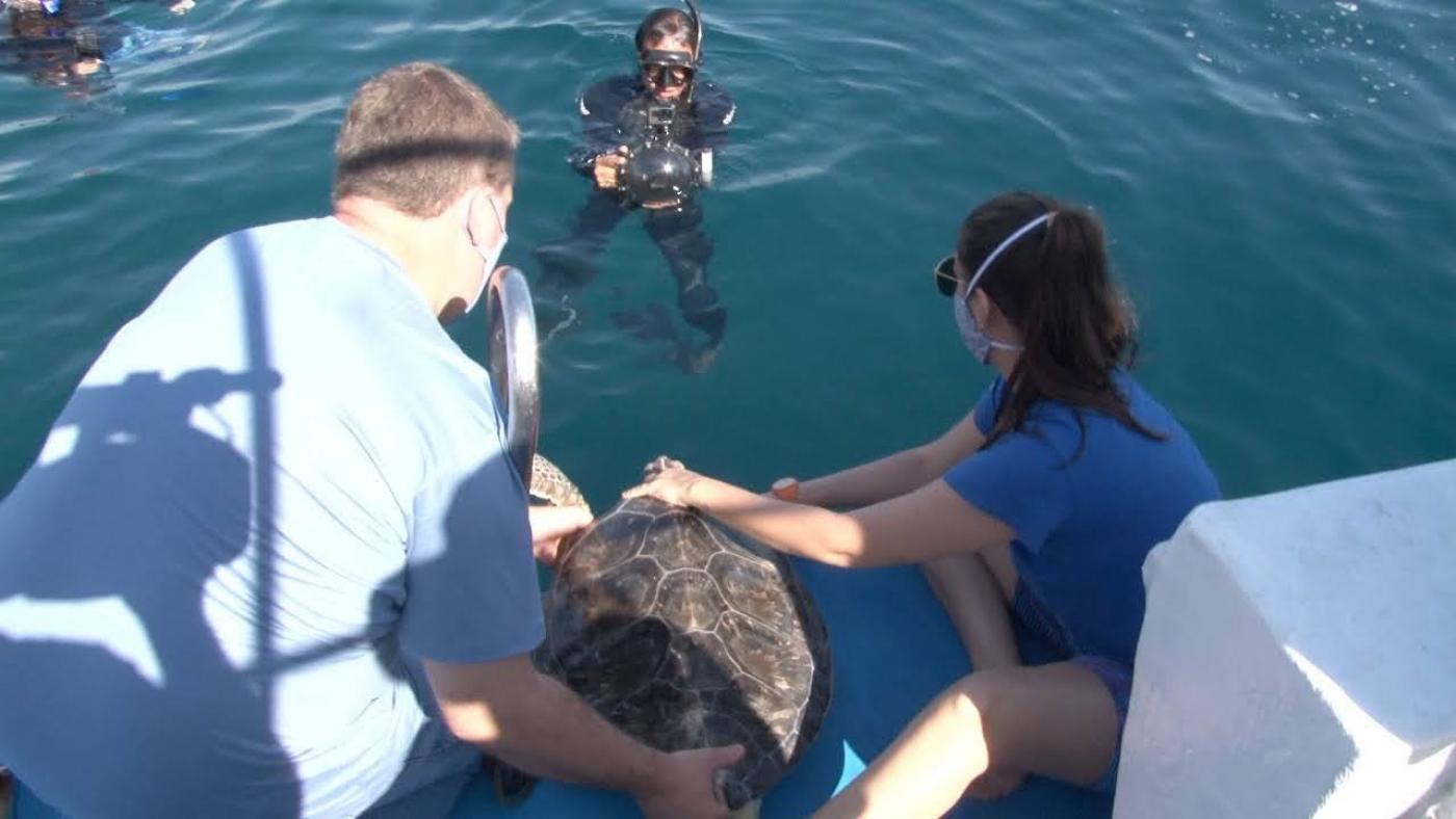 Homem e mulher estão na beira de barco segurando lançando tartaruga ao mar. #Paratodosverem