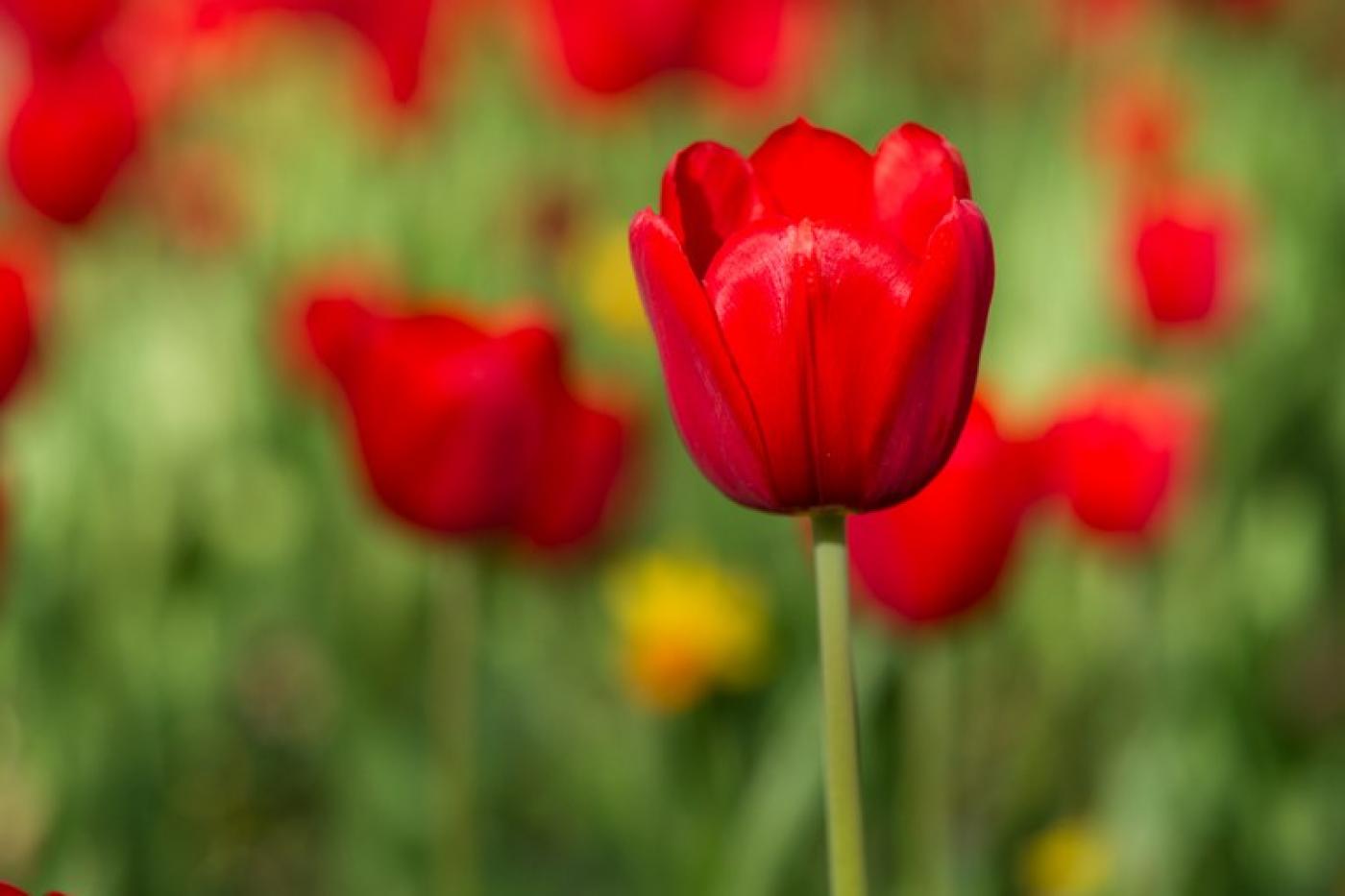 foto de tulipa no campo #paratodosverem