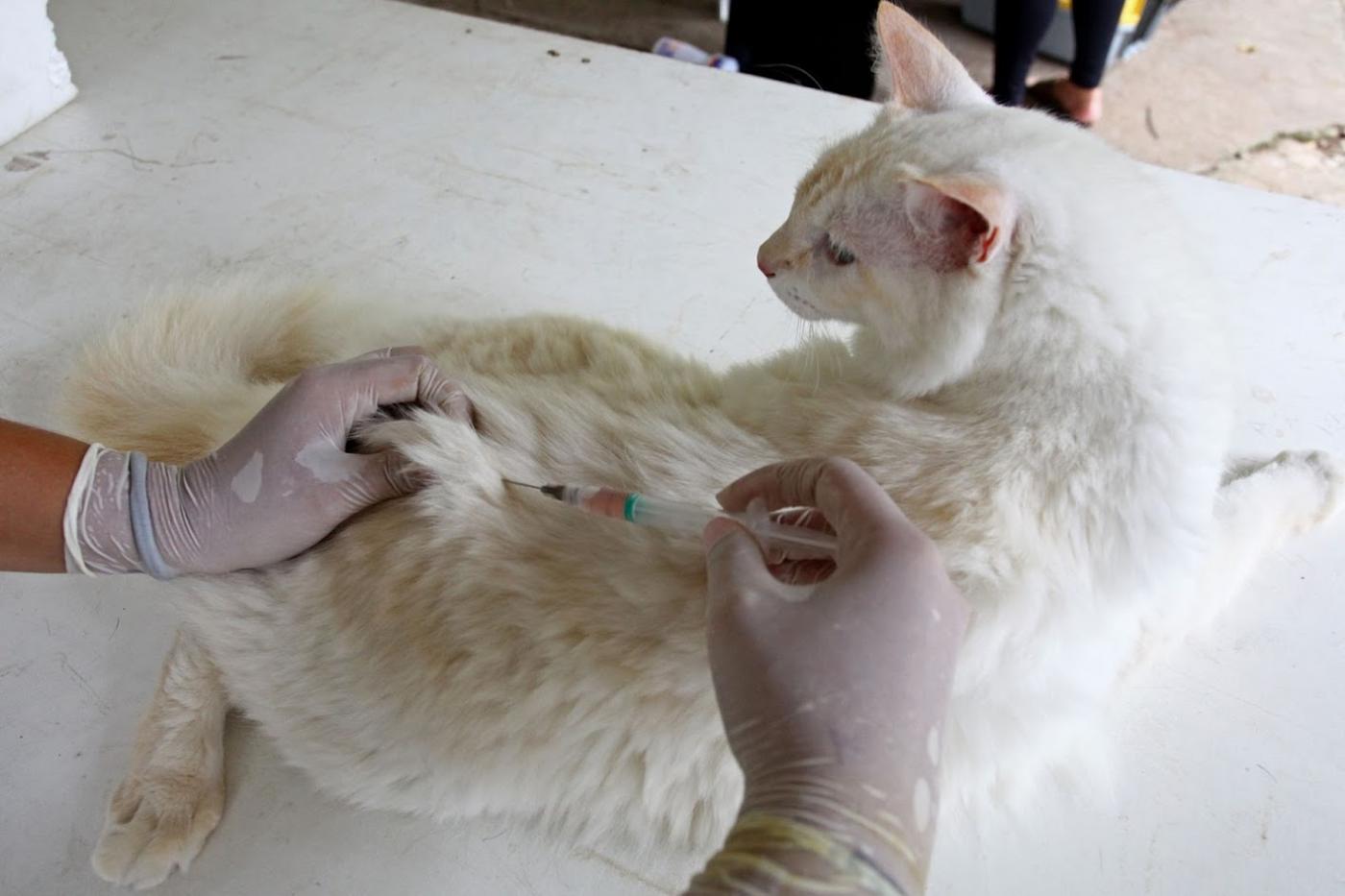 Mãos em luvas de borracha vacinam gato que está sobre uma mesa. #Paratodosverem