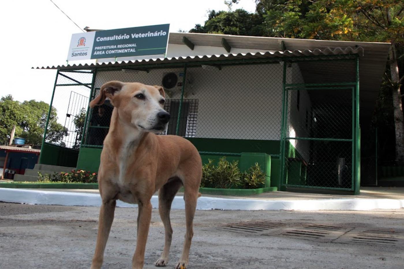 cão está em parado em frente a fachada de clínica veterinária. Ele olha para o lado. #paratodosverem