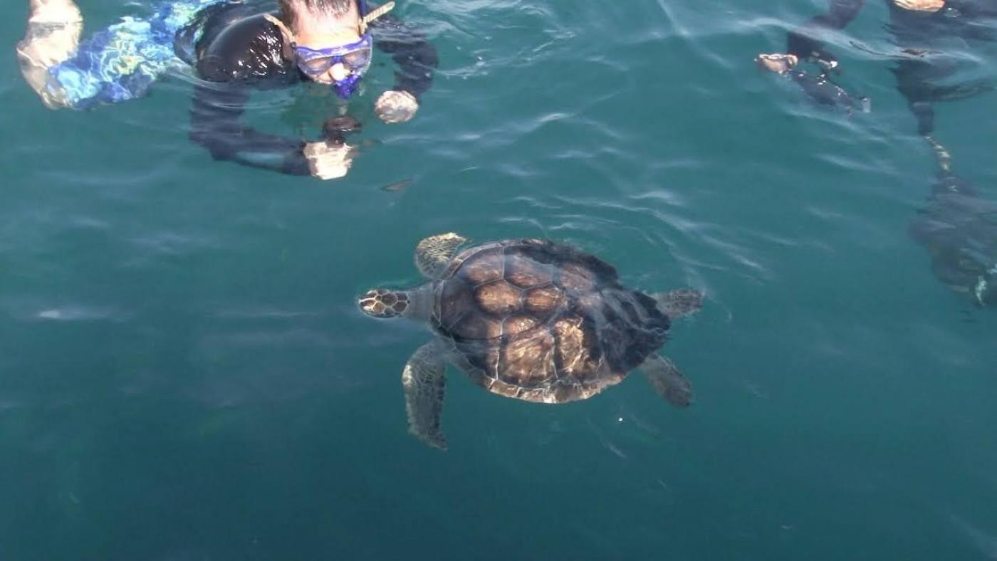 tartaruga no mar diante de mergulhador que a soltou de volta ao próprio habitat