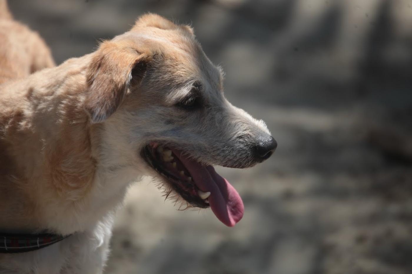 cachorro com a língua para fora #paratodosverem