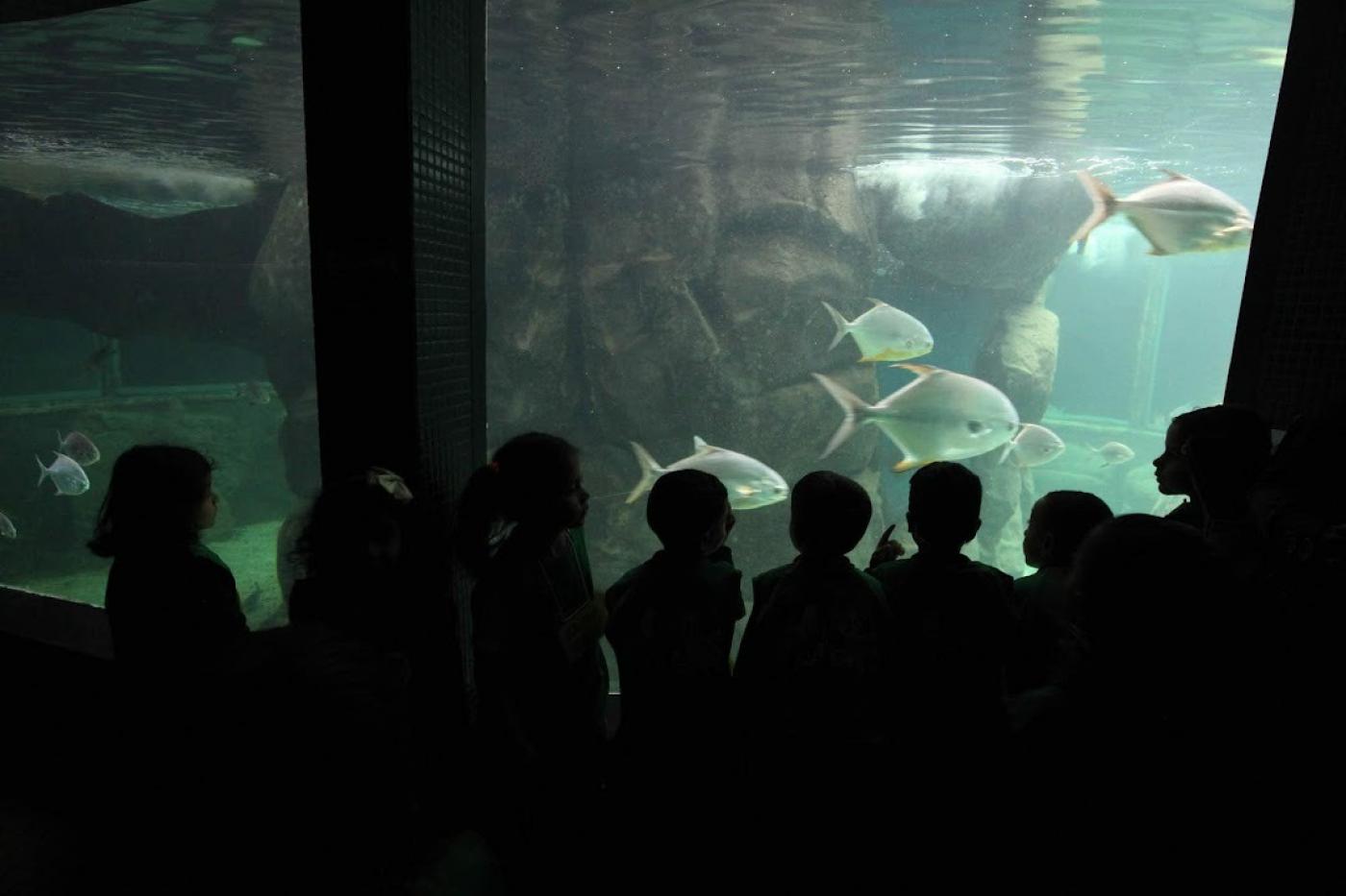 crianças olham tanque do aquário com peixes #paratodosverem