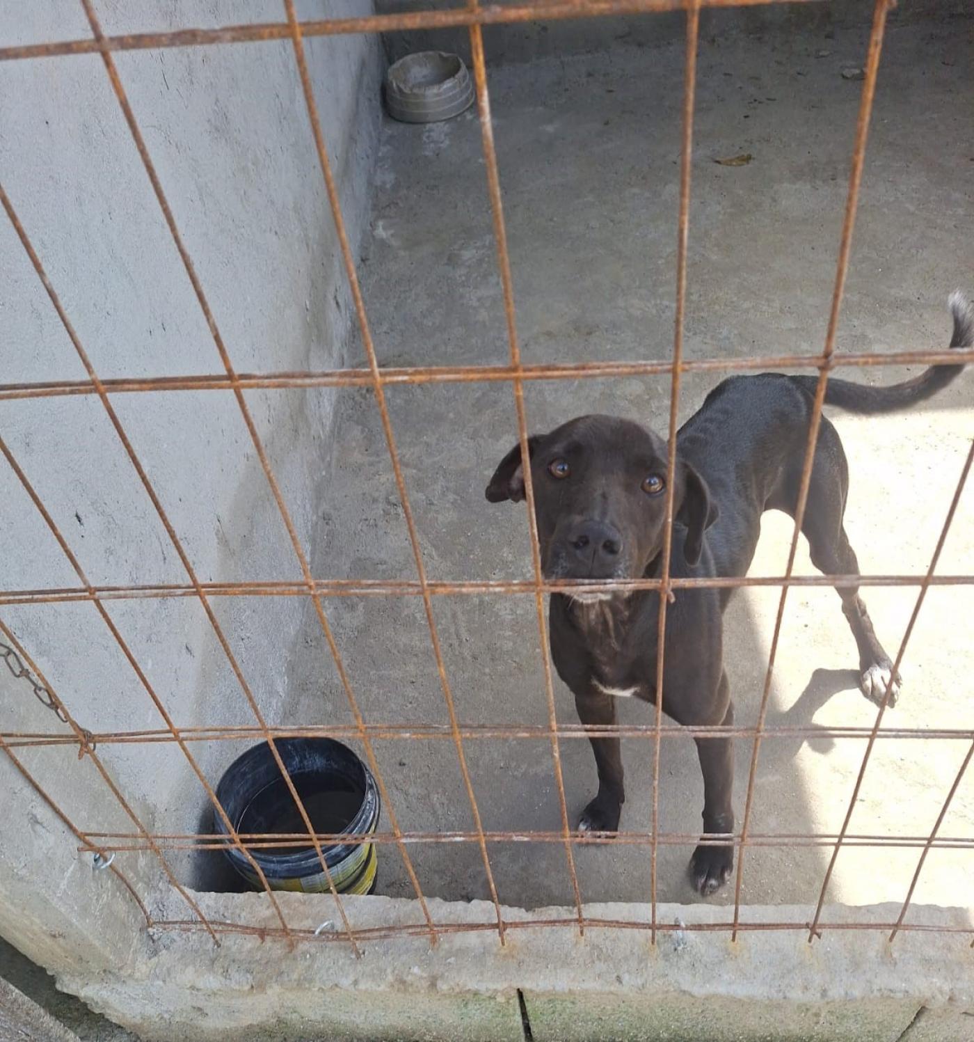 cachorro por trás de grade. #paratodosverem 
