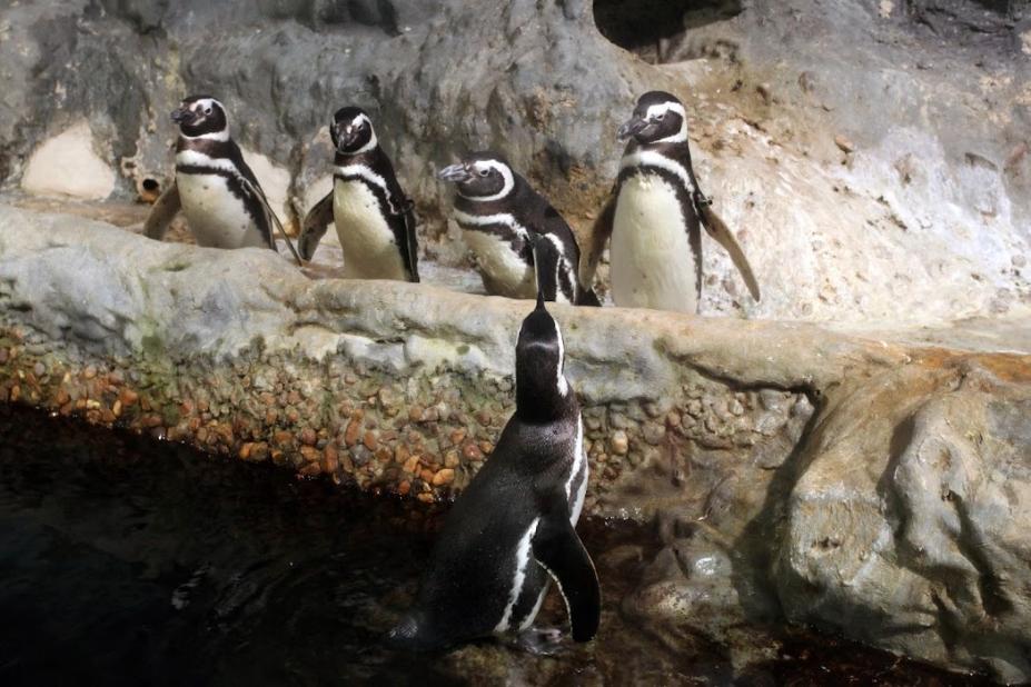 pinguins no aquário #paratodosverem