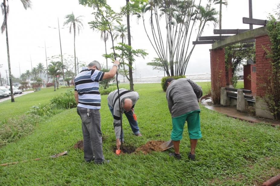 3 homens plantam árvore #paratodosverem 