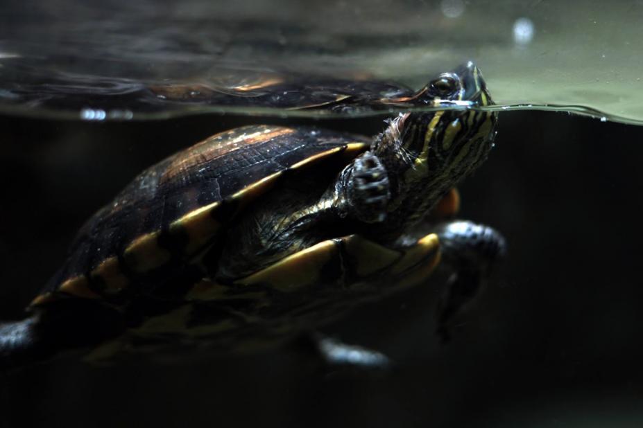 tartaruga põe a cabeça fora d'água em tanque do aquário. #paratodosverem