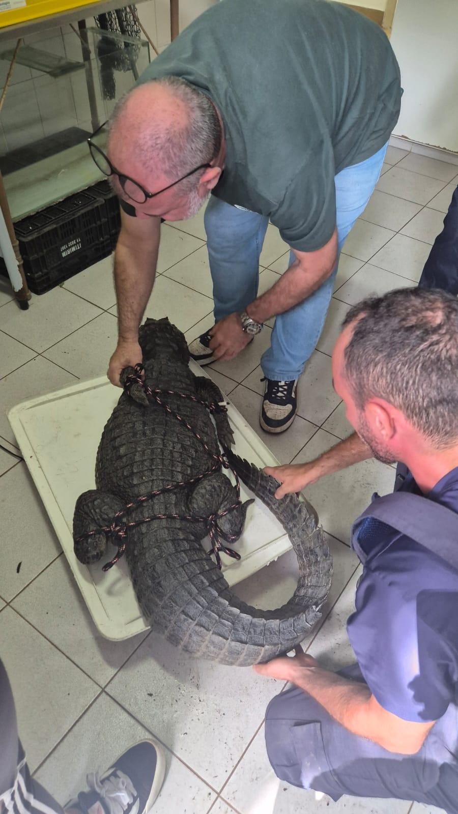 dois homens seguram um jacaré com a boca amarrada. #paratodosverem