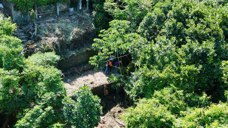vista área de área desmatada com mudas de árvores e grandes árvores em torno. #paratodosverem