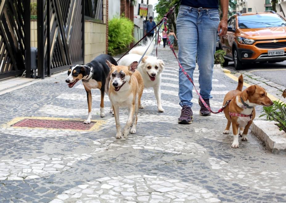 pessoa passeia com cães na rua. #paratodosverem