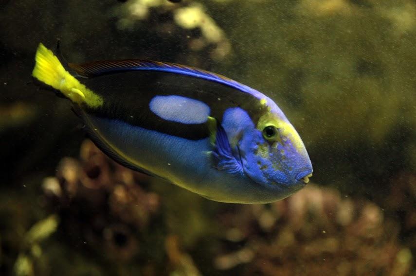 Peixe azul nadando dentro de tanque do Aquário. #pracegover