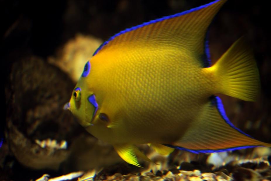 Peixe colorido em tanque no Aquário. #paratodosverem