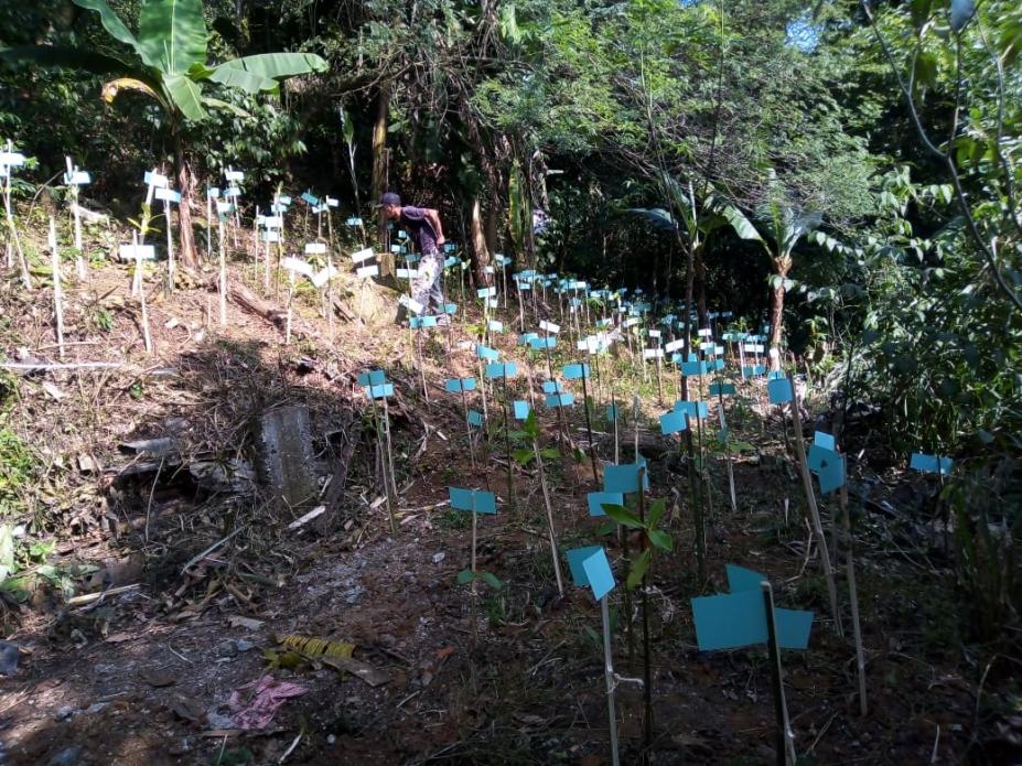 Demarcações de árvores que foram plantadas em espaço no morro. #paratodosverem