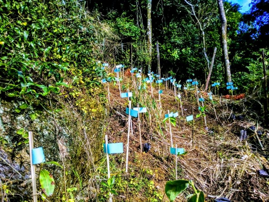 No morro em uma área verde várias marcações com papel azul. #paratodosverem