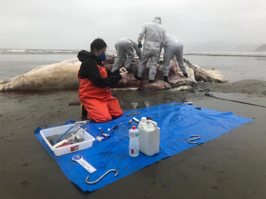 Profissionais mexem em baleia morta na praia. #paratodosverem