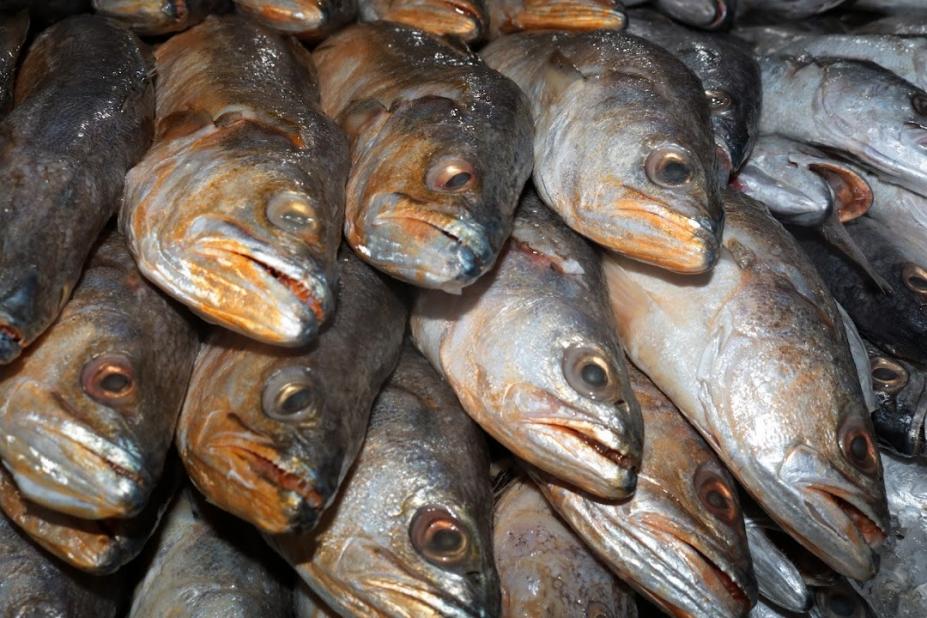 vários peixes expostos à venda. #paratodosverem