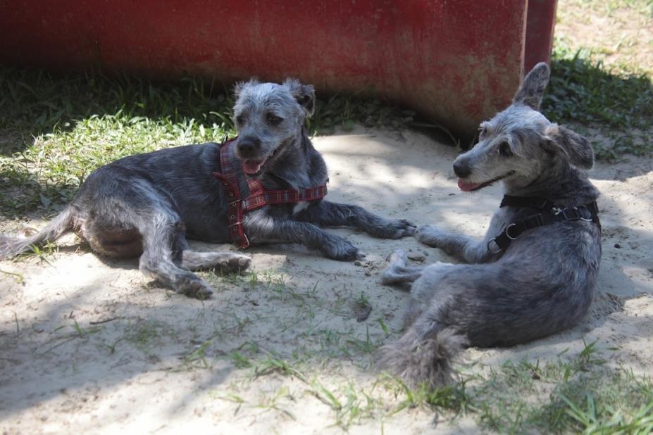 dois cachorros repousam em meia sombra sobre areia e grama. #paratodosverem