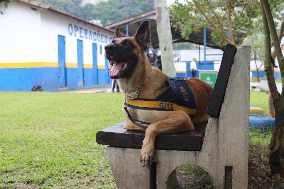 cão está sentado em banco. Ele usa uniforme da guarda. Ao fundo, o barracão do canil. #paratodosverem