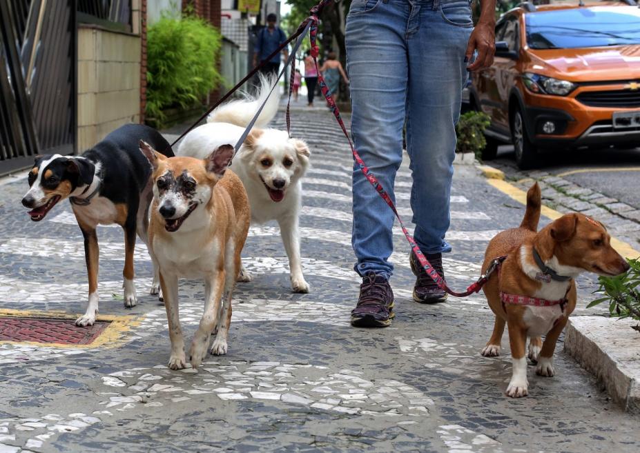 quatro cães estão presos em guias, sendo conduzidos por uma pessoa na rua. #paratodosverem